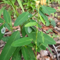 Codariocalyx motorius (Houtt.) H.Ohashi